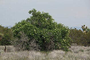 Sambucus nigra