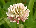 Trifolium hybridum