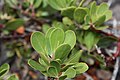 Arctostaphylos nevadensis