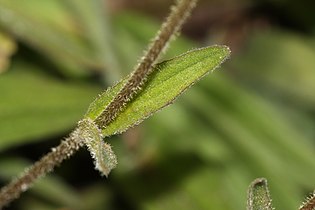 Arnica parryi