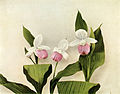 Cypripedium reginae page 65 in: Homer D. House: Wild Flowers of New York (Orchidaceae) New York (1918)