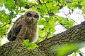 Hamburg DuvenstedterBrook owl nestling 3