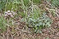 Lomatium canbyi