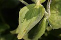 Mimulus lewisii