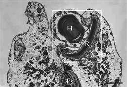 Plos one hayakawa erythropsidinium ocelloid EM fig1b.png