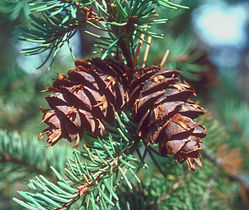 Foliage and cones, Pike and San Isabel National Forests, south-central Colorado