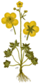 Ranunculus acris vol. 5 - plate 48 in: Jacob Sturm: Deutschlands Flora in Abbildungen (1796) (detail)