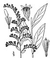 Solidago latissimifolia