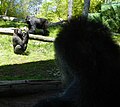 Gorillas at SD Zoo