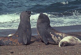 Two southern elephant seals confronting each other - DPLA - 739de00899c776088c61fd589b7b9e84.jpg