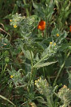 Amsinckia tessellata