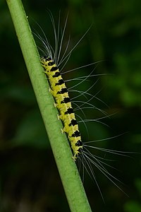 Eligma narcissus (Ailanthus defoliator), caterpillar