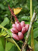 Musa velutina