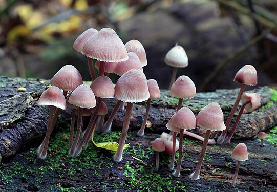 "Mycena_haematopus,_Burgundydrop_Bonnet,_UK.jpg" by User:Stu's Images