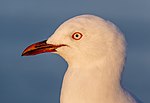 Thumbnail for File:Red-billed gull portrait, New Brighton, New Zealand 03.jpg