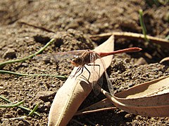 Une mouche dans la region de Tamanrasset.jpg