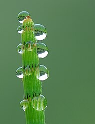 Rocío sobre un Equisetum fluviatile en la reserva natural "Marie Mouchon"