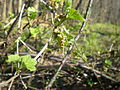 Ribes rubrum L. var. rubrum