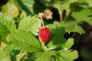 Woodland strawberries