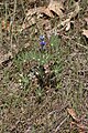 Lupinus bicolor