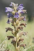 Orobanche purpurea