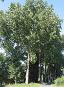 Populier Populus canadensis.jpg