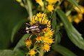 Solidago lepida