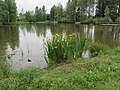 Sompion lampi - The Pond in Sompio