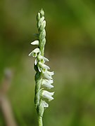 Spiranthes spiralis