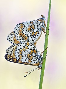 Wegerich Scheckenfalter Paarung