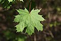 Acer platanoides leaf