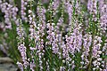 Calluna vulgaris