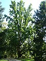 Quercus robur 'Pyramidalis'