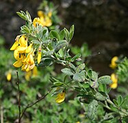 Cytisus villosus