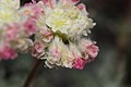 Eriogonum thymoides