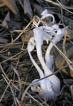 Frost flower