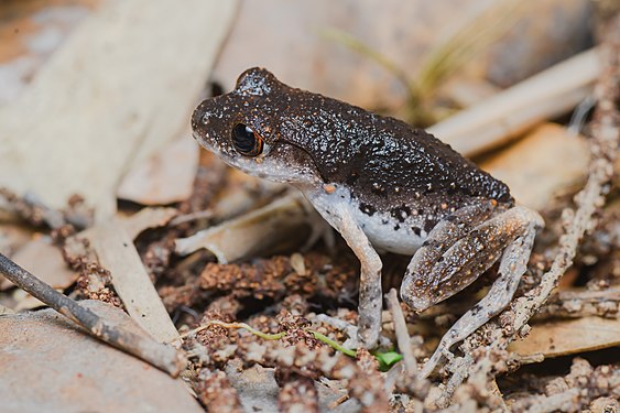 "Leptobrachella_fuliginosa,_Dusty_litter_toad_-_Kui_Buri_National_Park_(48006892476).jpg" by User:Christian Ferrer