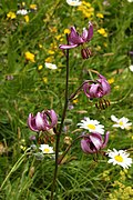 Lilium martagon