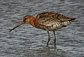 Moulting, Norfolk UK