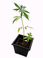 Marijuana plant