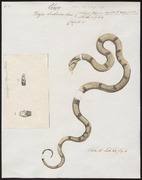 Naja lubrica - 1734-1765 - Print - Iconographia Zoologica - Special Collections University of Amsterdam - UBA01 IZ11800019.tif