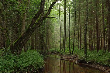 Tarvasjõgi River, Estonia