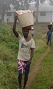 Transporting Cassava to mill.jpg