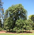 Ulmus glabra 'Pendula' (syn. 'Horizontalis')