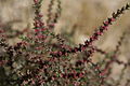 young fruits, Antelope Island, Utah