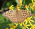 with Argynnis paphia Mount Ontake, Nagano prefecture, Japan