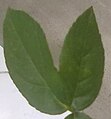 Double-leaf