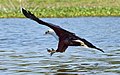 Lake Naivasha, Kenya