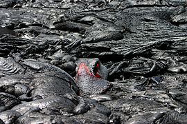 The formation of pahoehoe lava (here: active lava flows of Kilauea)