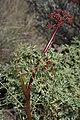 Lomatium dissectum